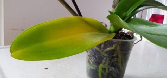 Orchidea, foglie gialle: come rimediare